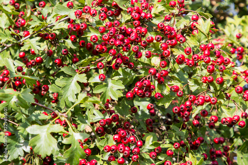 Many red hawthorn berries