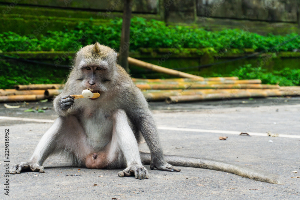 A cute macaque sitting outside the sacred monkey forest in Ubud, Bali. He  enjoys a magnum icecream. Scientific name of the monkey is Macaca  fascicularis. Stock Photo | Adobe Stock