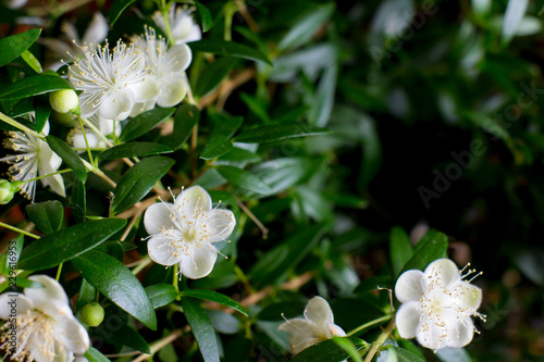 Branches with flowers of Myrtle (Myrtus communis) close-up