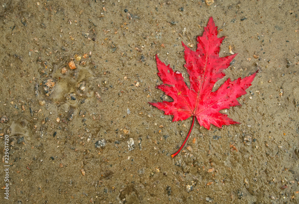 Red leaf lies on the wet road. Autumn background Red leaf lies on the wet road. Autumn background
