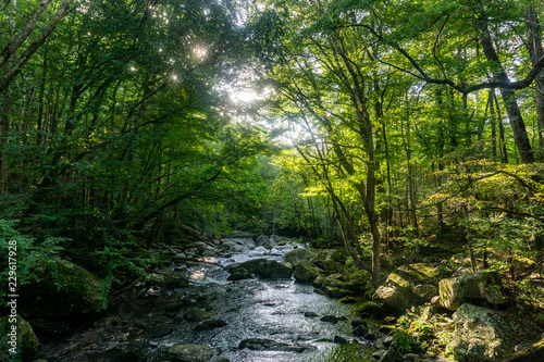 river in forest