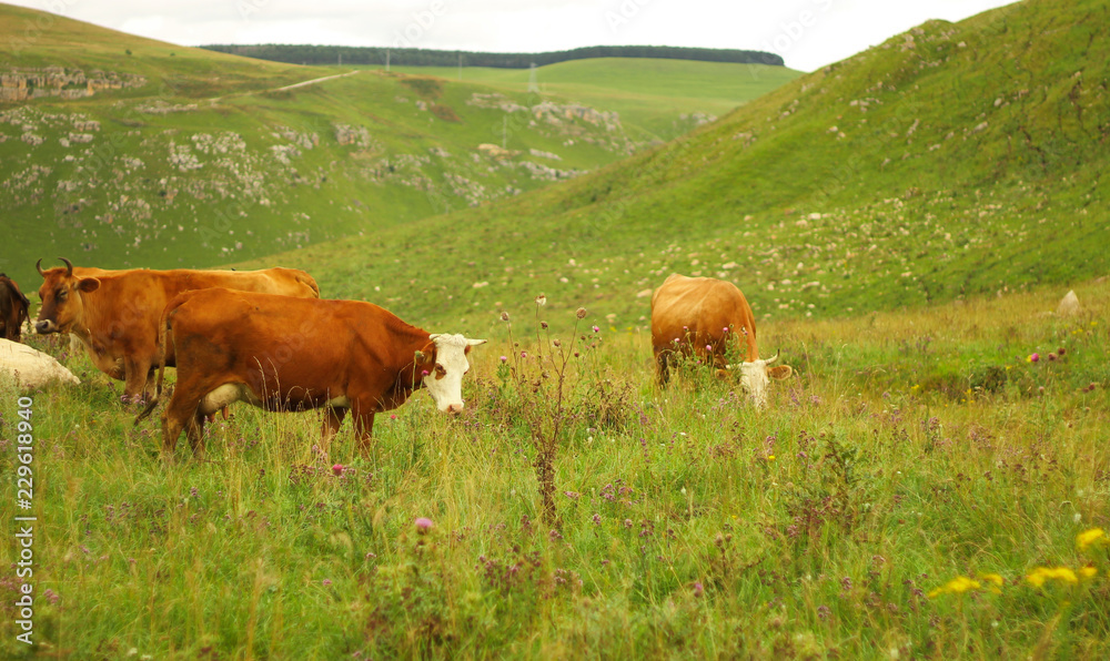 Naklejka premium Cows grazing on ths summer alpine meadow