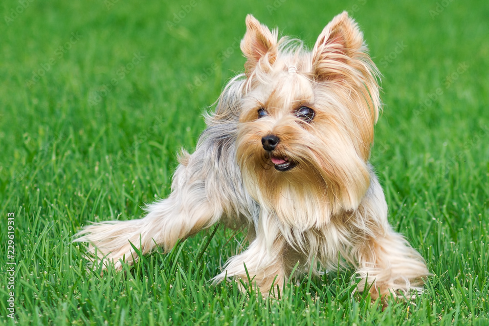 dog breed Yorkshire Terrier in the park on a green lawn dog breed Yorkshire Terrier in the park on a green lawn