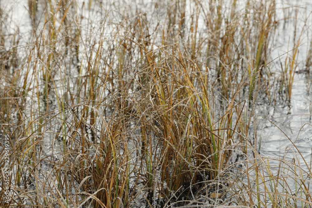 Fototapeta premium Autumn in Finland