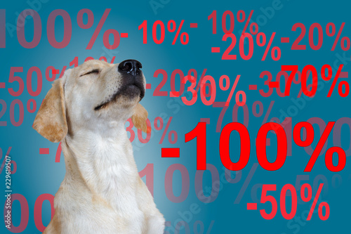 dog lettering various interest rates, blue background.