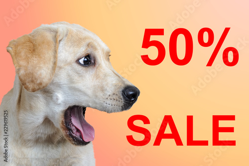 surprised dog, the inscription "50% sale", colored background © Aleksey 159