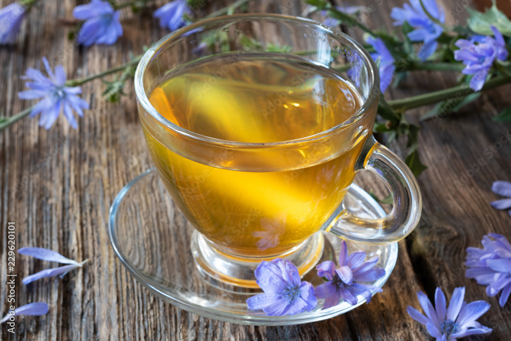 A cup of chicory tea with fresh chicory flowers A cup of chicory tea with fresh chicory flowers