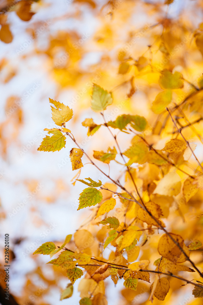 Autumn colors and beauty Autumn colors and beauty