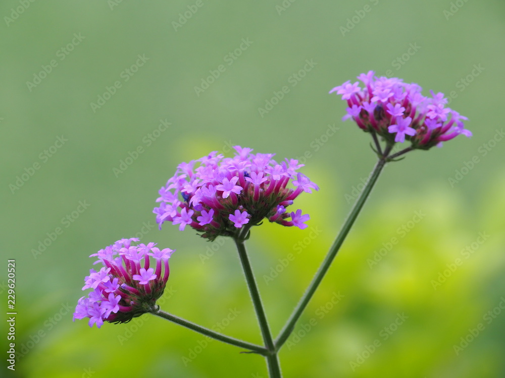 Verbena Bonariensis is a purple flower, which is a Tinted Violet in the year 2018. Verbena Bonariensis is a purple flower, which is a Tinted Violet in the year 2018.