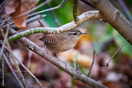 Eurasian wren sitting on a branch  Troglodytes troglodytes 