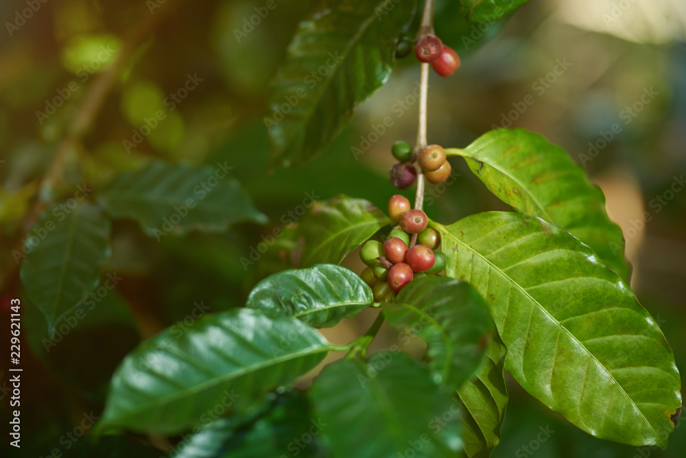 Coffee branch close up view Coffee branch close up view