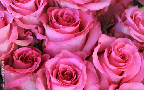 Texture with bright pink roses.
