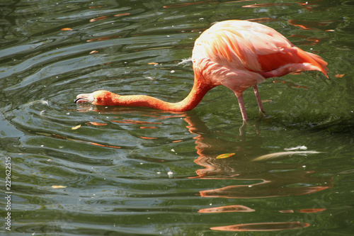Flamingo Stretching its Neck