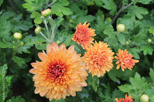  bright orange asters surprise us with their beauty