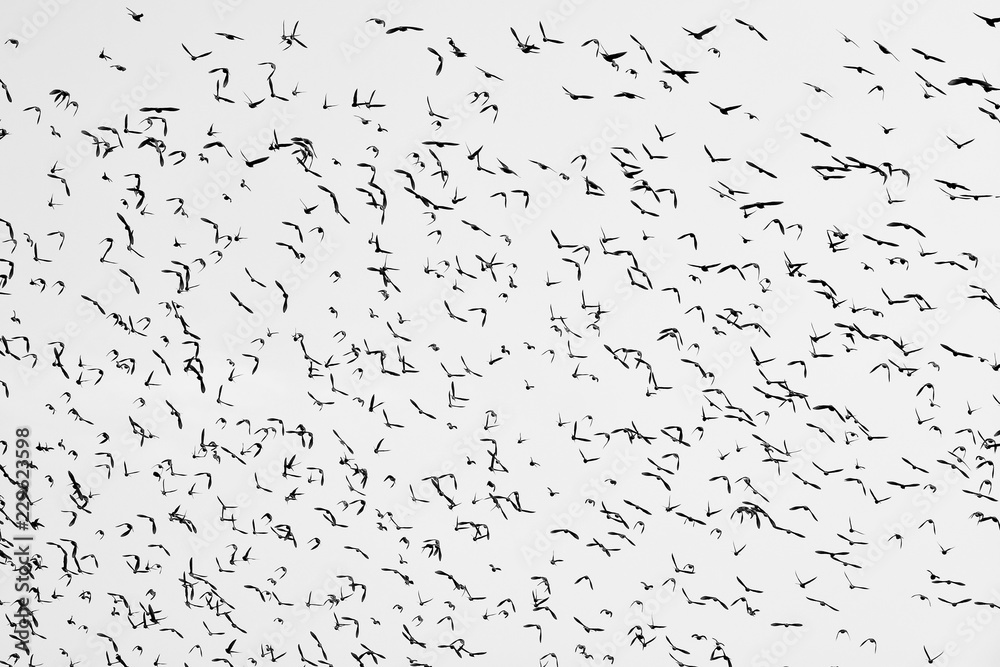 Silhouettes of flying birds on a clear sky