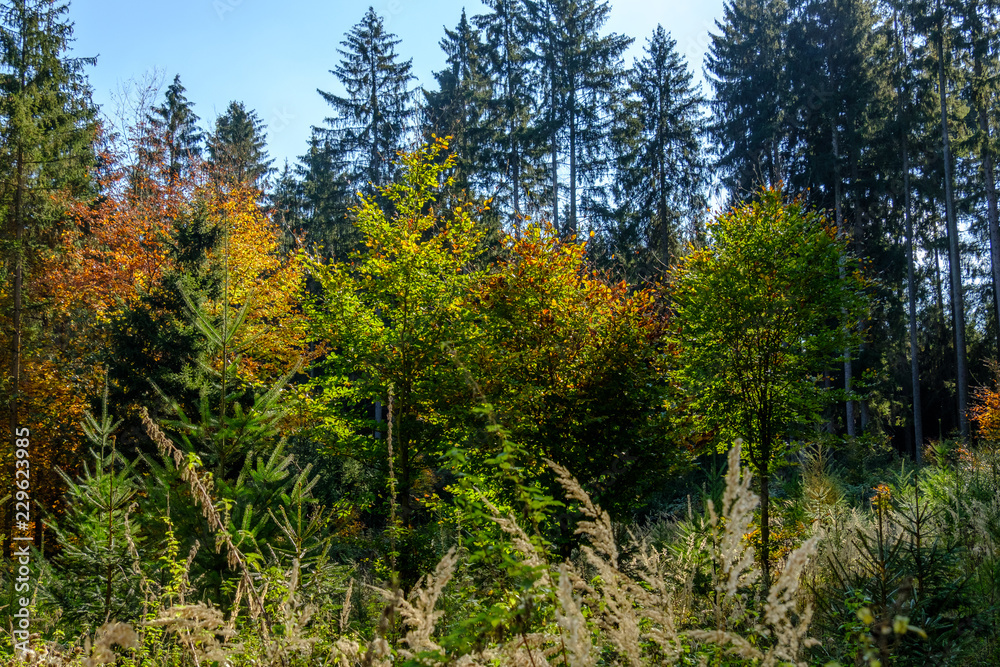 Fototapeta premium Mischwald im Gegenlicht
