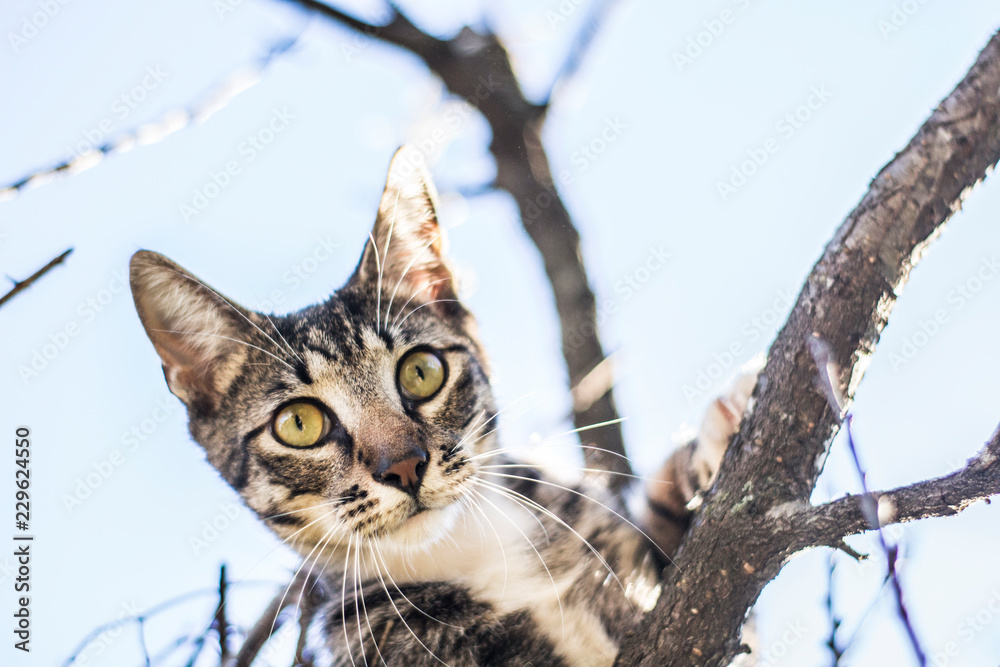 mirada de gato, gato sobre arbol mirada de gato, gato sobre arbol