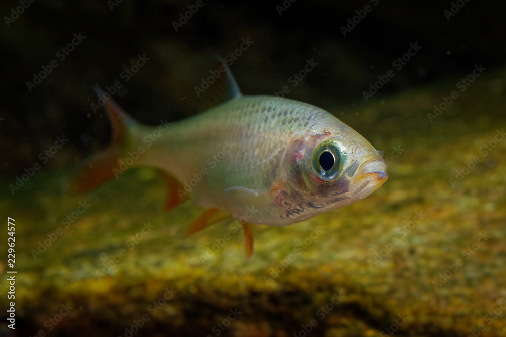 Golden Orfe - Leuciscus idus  freshwater fish of the family Cyprinidae found in larger rivers, ponds, and lakes across northern Europe