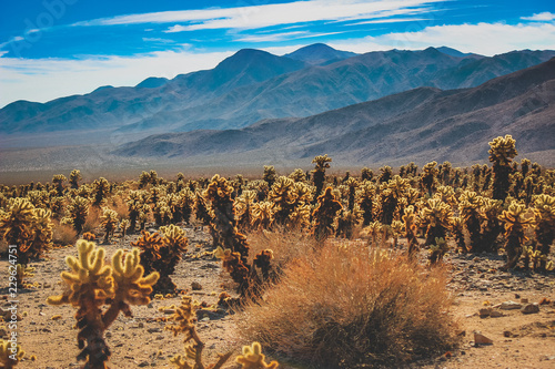 Teddy Bear Chollas at Joshua Tree National Park photo