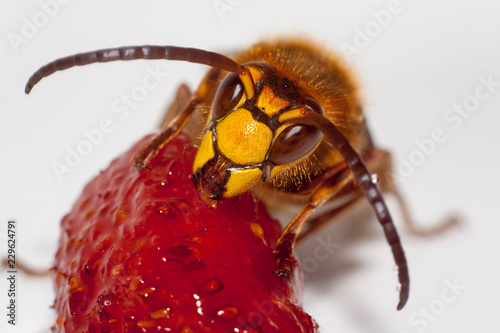 big hornet on white background