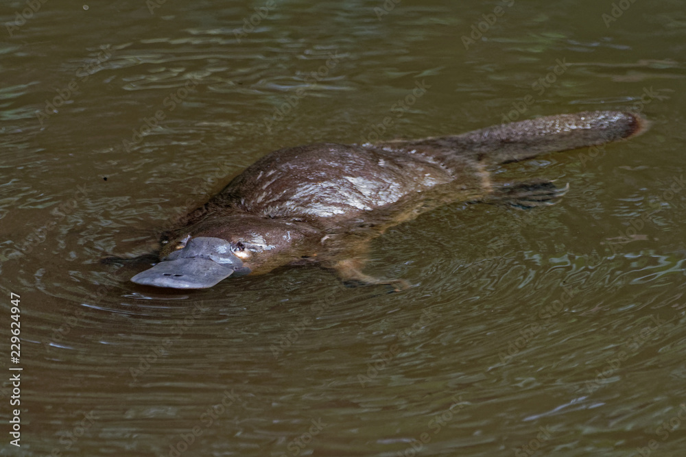 Platypus Ornithorhynchus anatinus, duckbilled platypus, semiaquatic