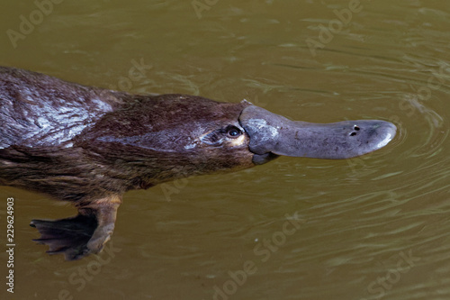 Tableau sur toile Platypus - Ornithorhynchus anatinus, duck-billed platypus, semiaquatic egg-layin
