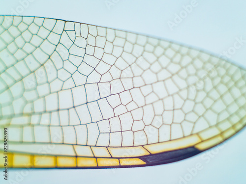 dragonfly wings close up