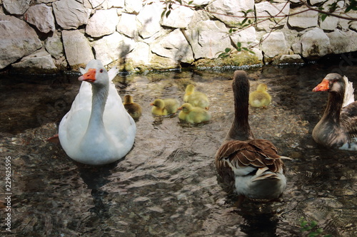 goose and goslings © Vladimir Shevchenko
