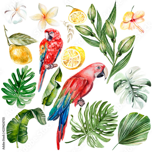 Watercolor set with different tropical leaves, fruits and bird.