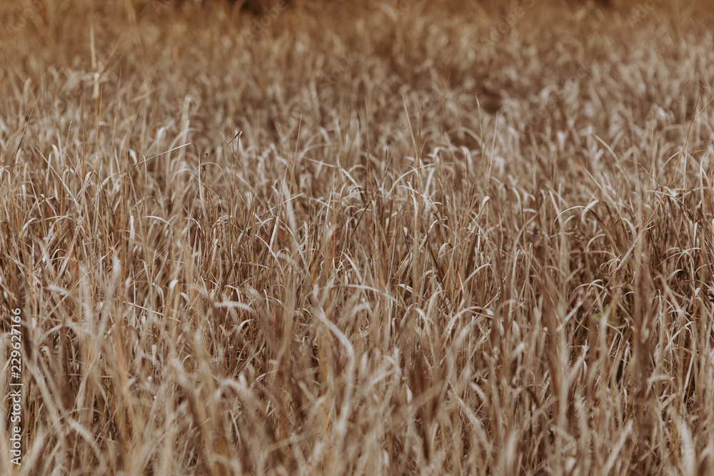 Texture of the ground, dry grass and leaves. Beautiful natural background Texture of the ground, dry grass and leaves. Beautiful natural background
