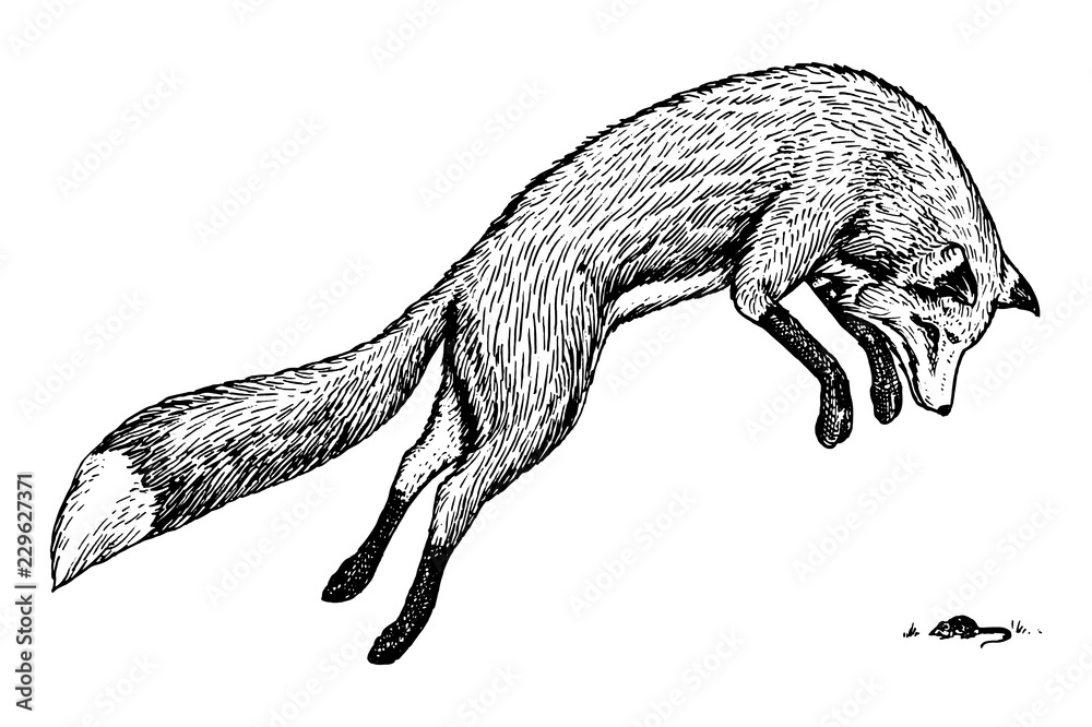 Fototapeta premium Soaring red fox. Wild forest animal jumping up. Food search concept. Vintage style. Engraved hand drawn sketch.