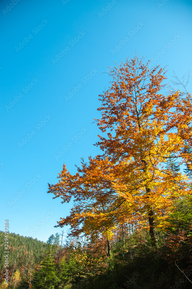 autumn colors / a park full of autumn colors, a mountain trip between beautiful colorful trees in the autumn sun
