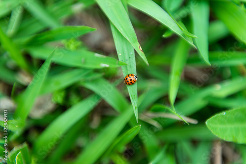Ladybug detail in a leaf of grass © Colozio