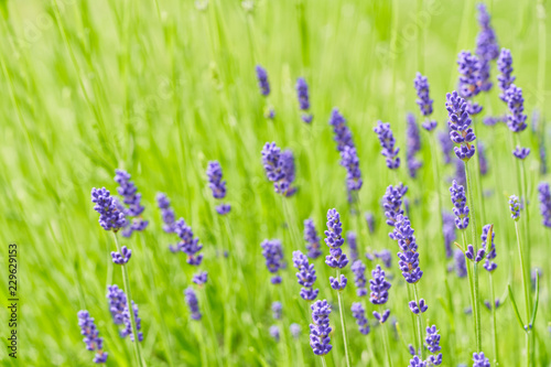 Fototapeta Naklejka Na Ścianę i Meble -  Lavender flower head close up. Bright green natural background.