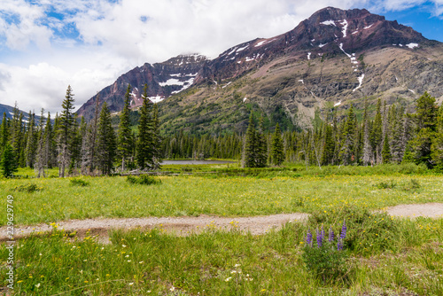 Wildflower Meadow in Glacier National Park, Montana