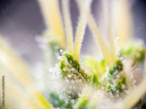 marijuana blossom cluster with trichomes
