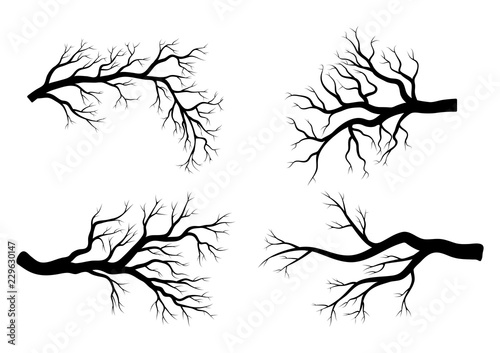bare branch winter set  design isolated on white background photo