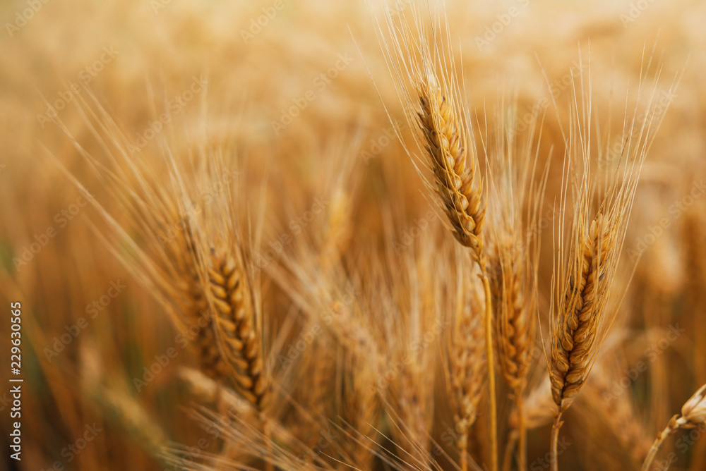 Wheat germs grow on the field. Beautiful wheat field. Wheat germs grow on the field. Beautiful wheat field.