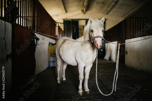 white pony on a leash in a stall