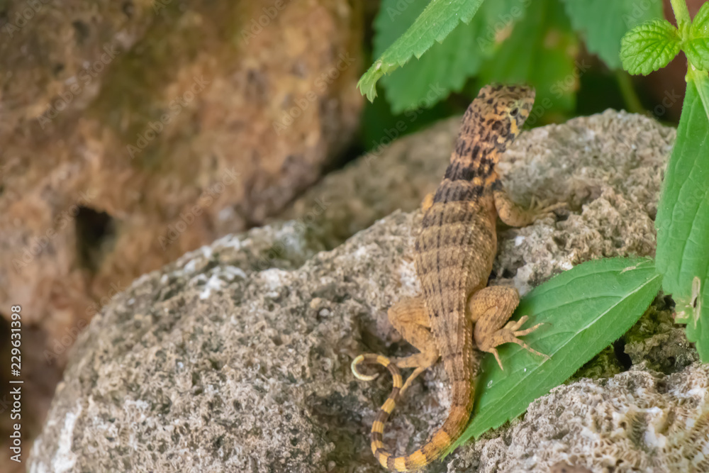 Obraz premium Eidechse Ringelschwanzechse echse