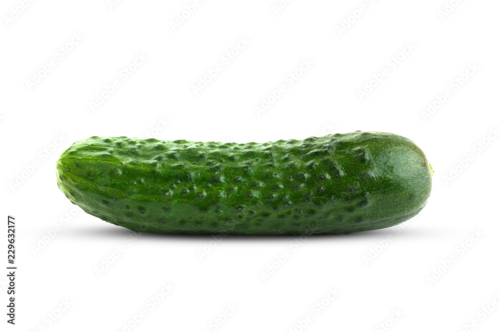 Fresh green cucumber on a white background. One cucumber closeup isolated on white background. Fresh green cucumber on a white background. One cucumber closeup isolated on white background.