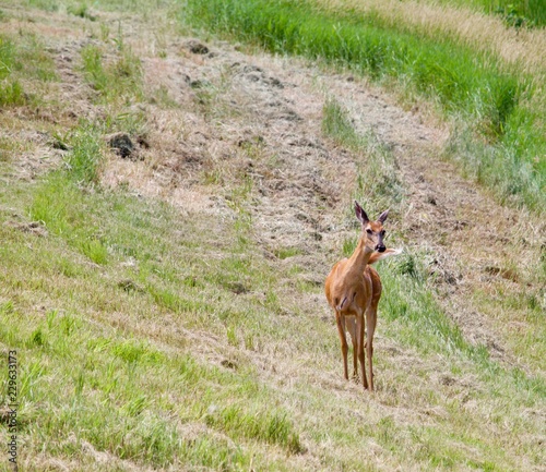 Deer in the meadow