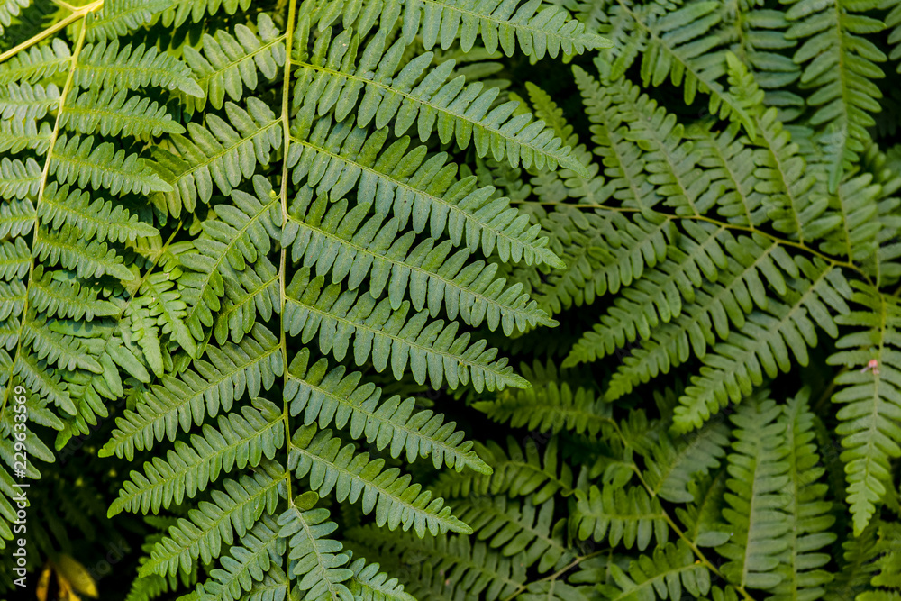 Ferns in Sequoia National Park, California