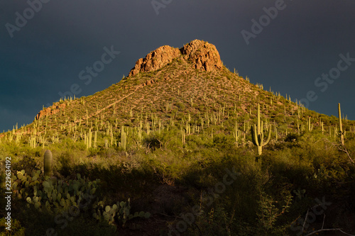Contzen Pass in the Tucson Mountains part of Saguaro National Park West. Towering cactus in a forest of Palo Verde and Mesquite trees and Creosote bushes. Pima County, Arizona. Sonoran Desert. 2018. photo