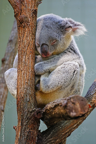 Photography A koala sleeping on a eucalyptus gum tree in Australia