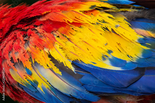 A close up of the colorful red, yellow, and blue feathers of a scarlet macaw (Ara macao) parrot, famous across Central America and South America, and the national bird of Honduras, Latin America.
