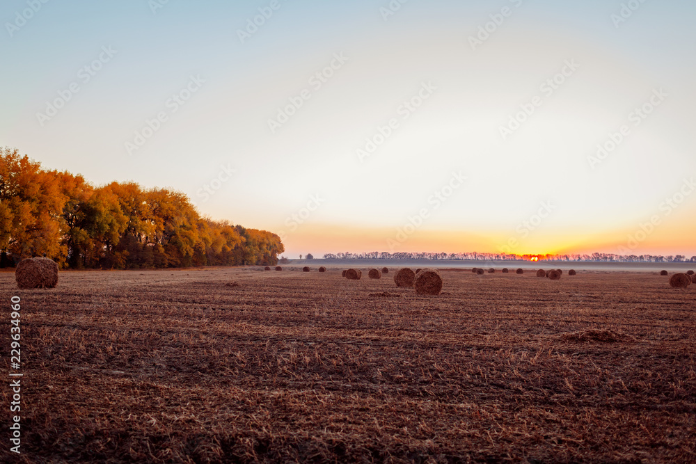 View of autumn field with haystacks at sunset. Ukrainian landscape - obrazy, fototapety, plakaty 