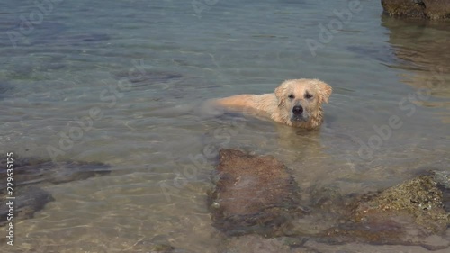 White dog is lying in the water on the beach on the coast in summer sunny day