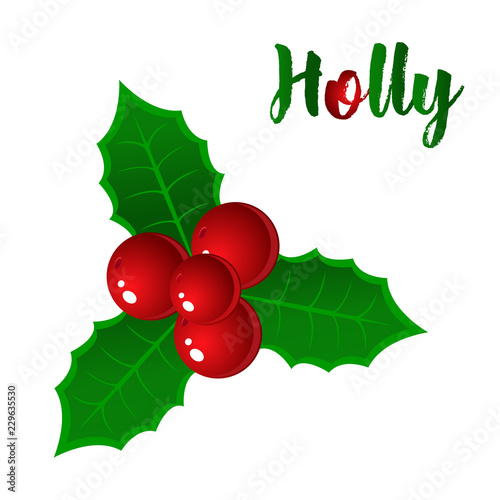 hand drawn holly, ilex branch with berry and leaves, mistletoe. Christmas, new year holiday celebration symbol