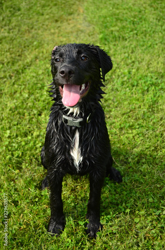 Happy and wet Black Labrador mix dog sitting in the green grass facing the camera with its tongue out 